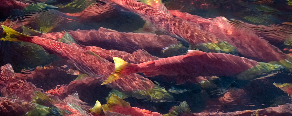 The Legend of Coho Salmon