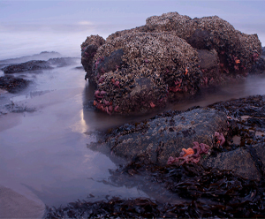 Sea Stars in Lincoln City Oregon